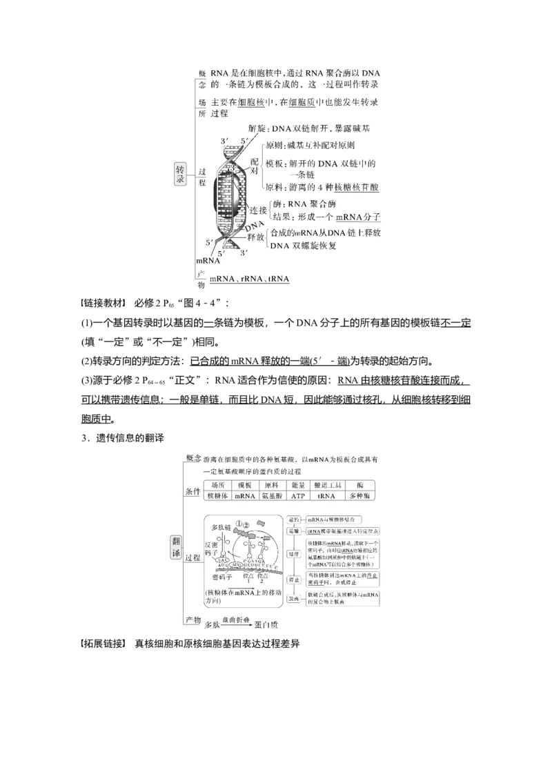 第六单元　第31课时　基因的表达_2025年新高考资料_一轮复习_2025大一轮复习讲义+课件（完结）_2025大一轮复习讲义生物教师用书Word版文档整书_配套Word版文档第三~六单元