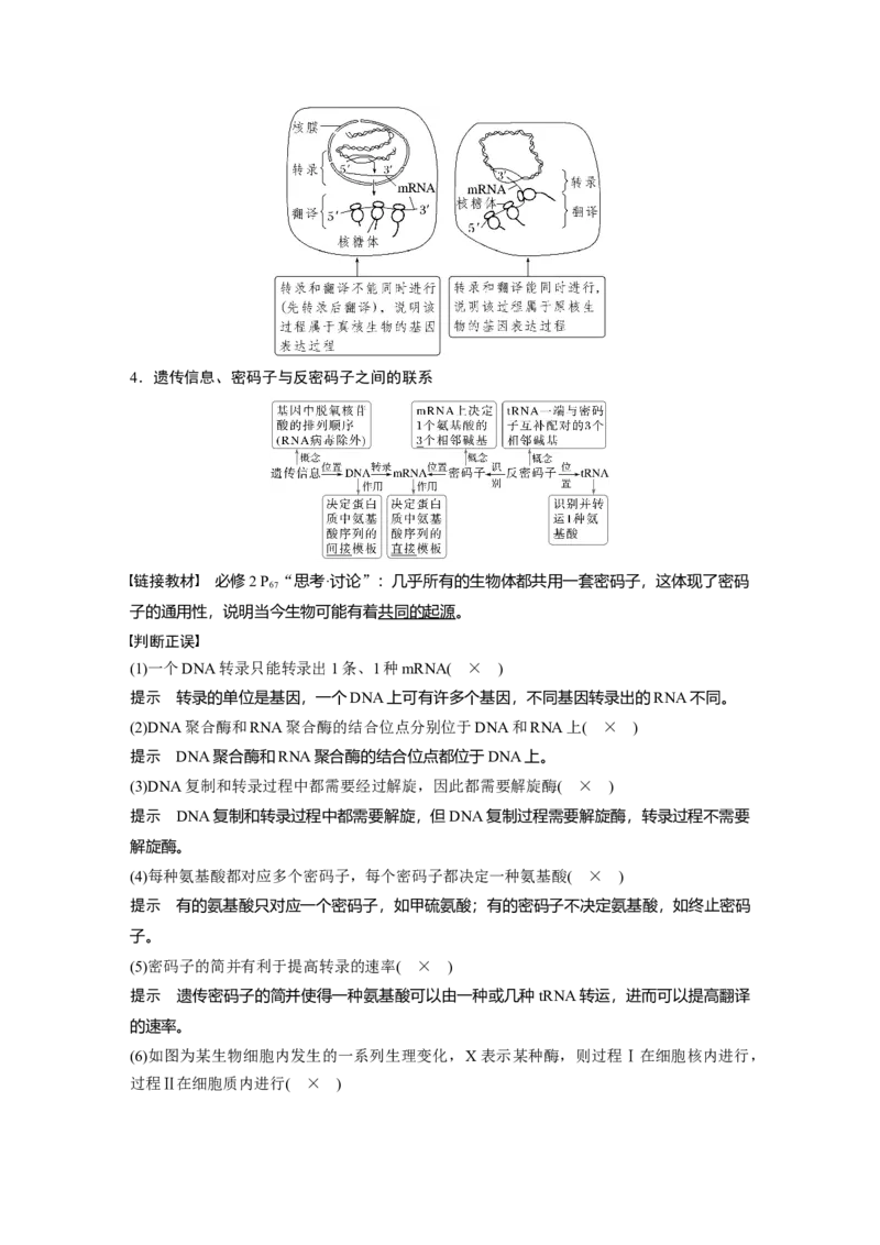 第六单元　第31课时　基因的表达_2025年新高考资料_一轮复习_2025大一轮复习讲义+课件（完结）_2025大一轮复习讲义生物教师用书Word版文档整书_配套Word版文档第三~六单元