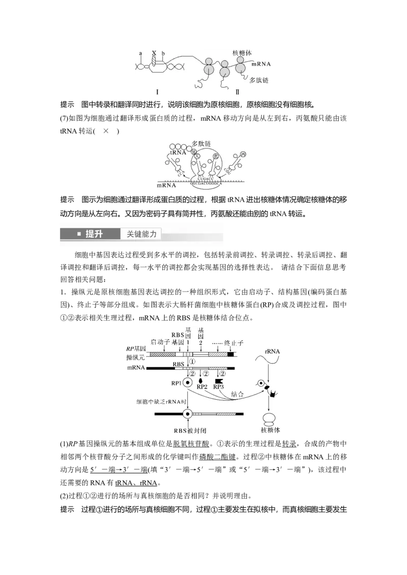 第六单元　第31课时　基因的表达_2025年新高考资料_一轮复习_2025大一轮复习讲义+课件（完结）_2025大一轮复习讲义生物教师用书Word版文档整书_配套Word版文档第三~六单元