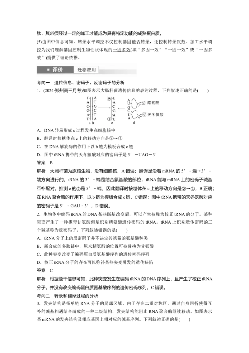 第六单元　第31课时　基因的表达_2025年新高考资料_一轮复习_2025大一轮复习讲义+课件（完结）_2025大一轮复习讲义生物教师用书Word版文档整书_配套Word版文档第三~六单元