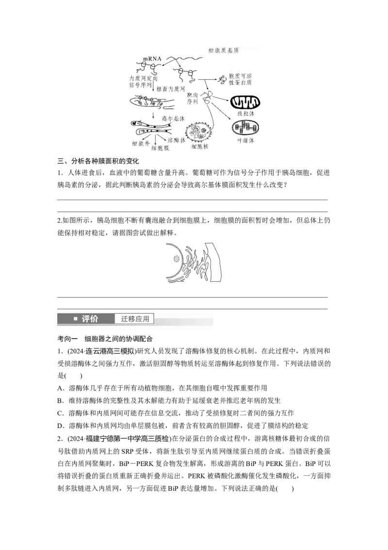 第二单元　第8课时　细胞器之间的协调配合_2025年新高考资料_一轮复习_2025大一轮复习讲义+课件（完结）_2025大一轮复习讲义生物学生用书Word版文档整书_2025大一轮复习讲义