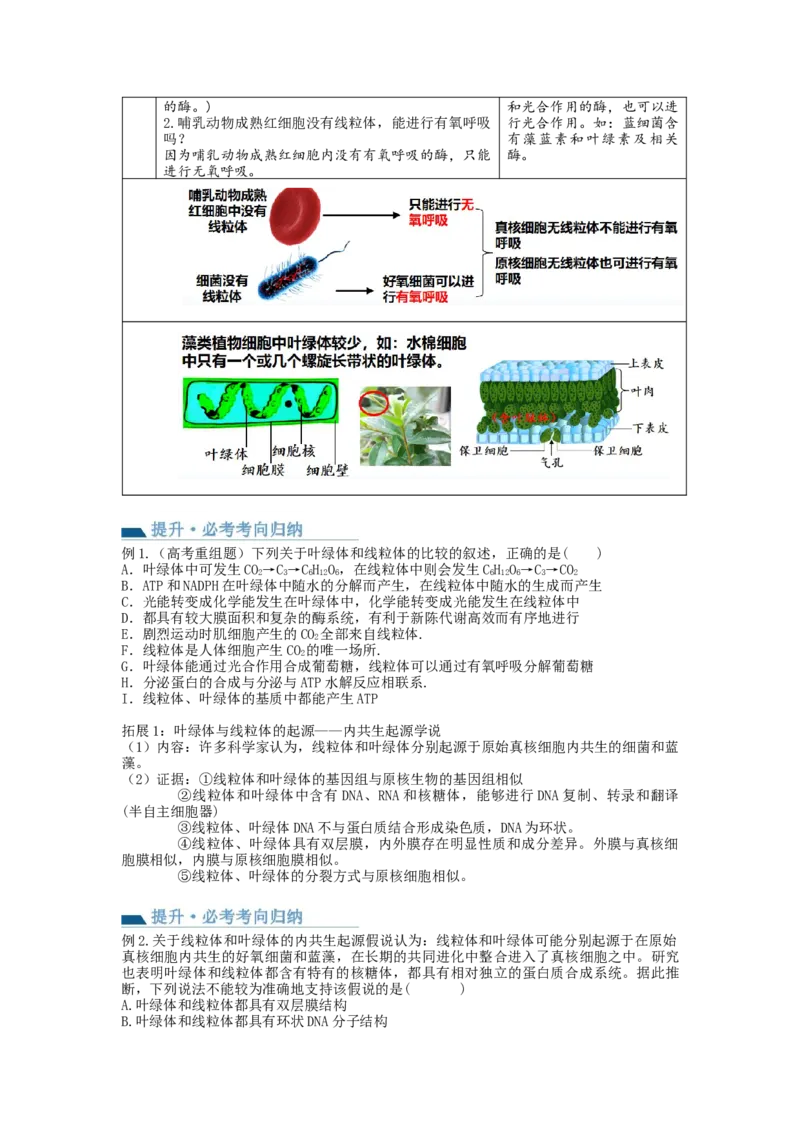 第6讲细胞质和生物膜系统（讲义）（学生版）_新高考复习资料_2024年新高考复习资料_一轮复习资料_完2024年高考生物一轮复习讲练测(课件+讲义+练习)（新高考）_讲义+练习