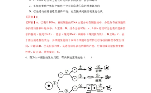第三单元细胞的分化、衰老、凋亡及癌变（B卷能力提升练）-2022年高考生物一轮复习单元滚动双测卷（解析版）_新高考复习资料_2023年新高考复习资料_一轮复习
