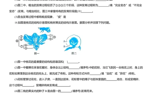 2026年中考生物复习专题练习：专题二十二生殖和发育（含答案）_6生物中考复习_2026年中考复习（更新中）_2026年中考生物一轮复习专题练习（含答案）
