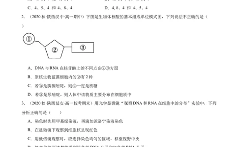 第4讲遗传信息的携带者&mdash;&mdash;核酸（原卷版）_通用版（老高考）复习资料_2024年复习资料_完备战2024年高考生物一轮复习考点帮（全国通用）_专题二细胞的物质基础
