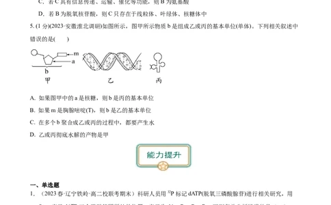 第4讲遗传信息的携带者&mdash;&mdash;核酸（原卷版）_通用版（老高考）复习资料_2024年复习资料_完备战2024年高考生物一轮复习考点帮（全国通用）_专题二细胞的物质基础
