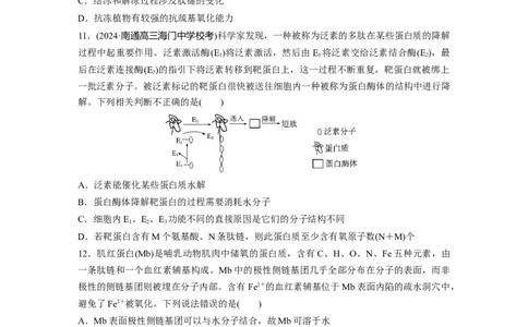 第一单元　课时练4蛋白质是生命活动的主要承担者_2025年新高考资料_一轮复习_2025大一轮复习讲义+课件（完结）_2025大一轮复习讲义生物学生用书Word版文档整书_2025一轮复习73练
