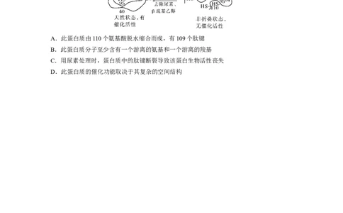 第一单元　课时练4蛋白质是生命活动的主要承担者_2025年新高考资料_一轮复习_2025大一轮复习讲义+课件（完结）_2025大一轮复习讲义生物学生用书Word版文档整书_2025一轮复习73练