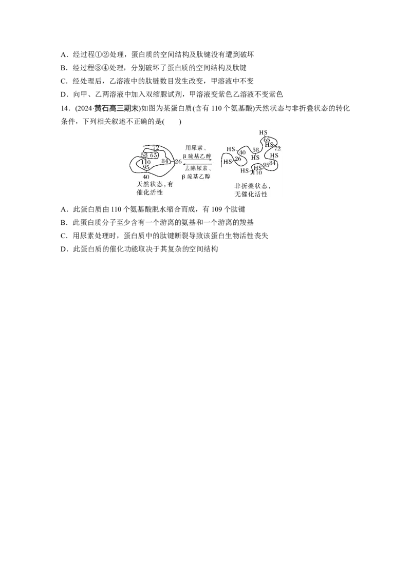 第一单元　课时练4蛋白质是生命活动的主要承担者_2025年新高考资料_一轮复习_2025大一轮复习讲义+课件（完结）_2025大一轮复习讲义生物学生用书Word版文档整书_2025一轮复习73练