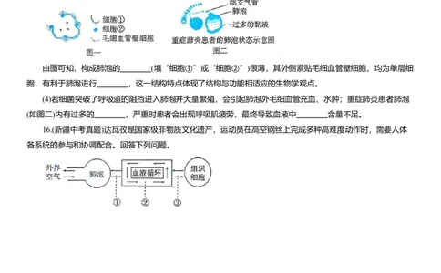 2026年中考生物复习专题练习：专题十七呼吸系统（含答案）_6生物中考复习_2026年中考复习（更新中）_2026年中考生物一轮复习专题练习（含答案）