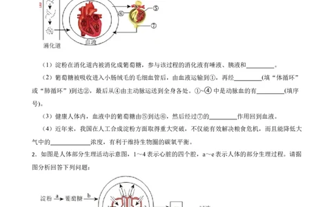 2024年中考生物读图理解专题复习：人体内物质的运输（含答案）_6生物中考复习_2024年中考复习资料_二轮复习_备考2024中考生物二轮复习读图理解精练