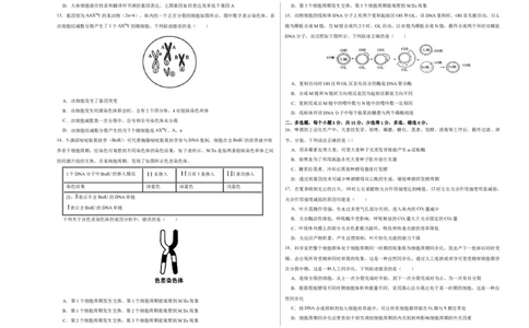 第十四单元基因工程及生物技术的安全性与伦理问题（B卷能力提升练）-2023年高考生物一轮复习单元滚动双测卷（新高考专用）（考试版）_新高考复习资料_2023年新高考复习资料