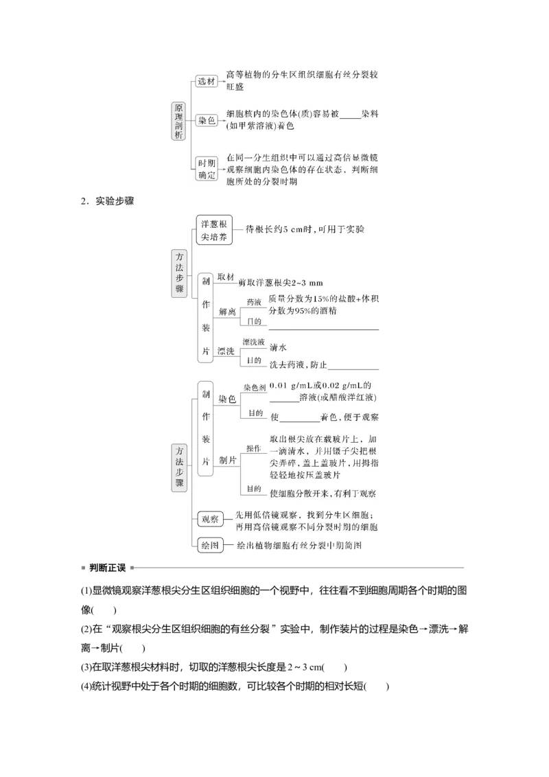 第四单元　第20课时　有丝分裂过程中相关变化及观察实验_2025年新高考资料_一轮复习_2025大一轮复习讲义+课件（完结）_2025大一轮复习讲义生物学生用书Word版文档整书