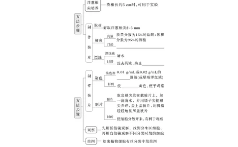 第四单元　第20课时　有丝分裂过程中相关变化及观察实验_2025年新高考资料_一轮复习_2025大一轮复习讲义+课件（完结）_2025大一轮复习讲义生物学生用书Word版文档整书