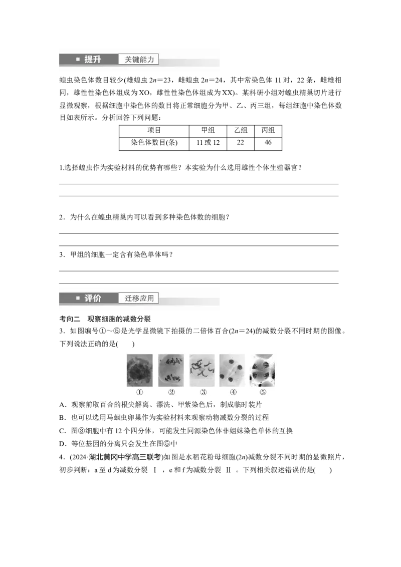 第四单元　第22课时　减数分裂与有丝分裂的比较及观察蝗虫精母细胞减数分裂装片_2025年新高考资料_一轮复习_2025大一轮复习讲义+课件（完结）_2025大一轮复习讲义
