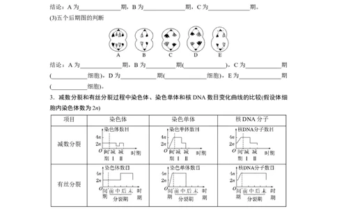 第四单元　第22课时　减数分裂与有丝分裂的比较及观察蝗虫精母细胞减数分裂装片_2025年新高考资料_一轮复习_2025大一轮复习讲义+课件（完结）_2025大一轮复习讲义