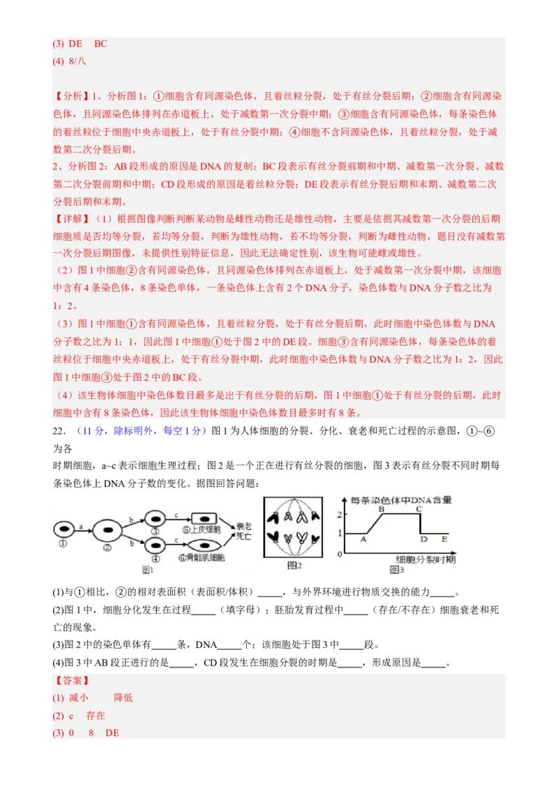 第四单元细胞的生命历程（测试）（解析版）_2025年新高考资料_一轮复习_2025年高考生物一轮复习讲练测（新教材新高考）