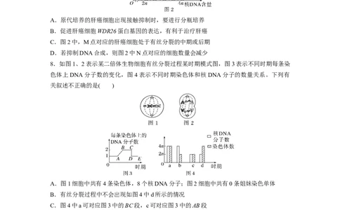 第四单元课时练20有丝分裂过程中相关变化及观察实验_2025年新高考资料_一轮复习_2025大一轮复习讲义+课件（完结）_2025大一轮复习讲义生物学生用书Word版文档整书_2025一轮复习73练