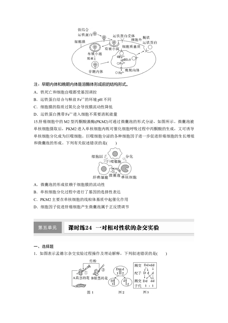 第四单元课时练23细胞的分化、衰老和死亡_2025年新高考资料_一轮复习_2025大一轮复习讲义+课件（完结）_2025大一轮复习讲义生物学生用书Word版文档整书_2025一轮复习73练