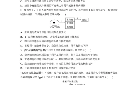 第四单元课时练23细胞的分化、衰老和死亡_2025年新高考资料_一轮复习_2025大一轮复习讲义+课件（完结）_2025大一轮复习讲义生物学生用书Word版文档整书_2025一轮复习73练