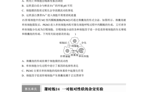 第四单元课时练23细胞的分化、衰老和死亡_2025年新高考资料_一轮复习_2025大一轮复习讲义+课件（完结）_2025大一轮复习讲义生物学生用书Word版文档整书_2025一轮复习73练