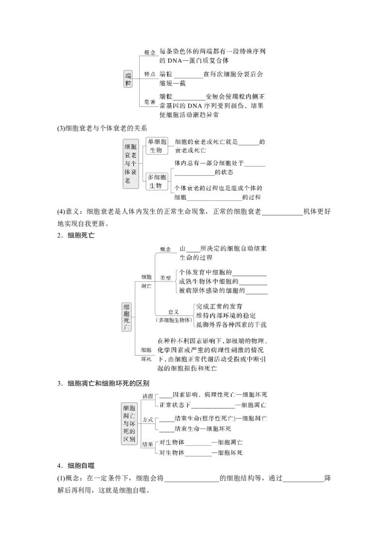 第四单元　第23课时　细胞的分化、衰老和死亡_新高考复习资料_2025年新高考资料_2025新高考一轮复习生物_2025大一轮复习讲义生物人教版学生用书Word版文档整书_2025大一轮复习讲义