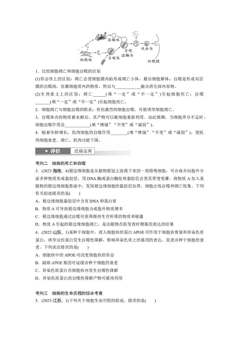 第四单元　第23课时　细胞的分化、衰老和死亡_新高考复习资料_2025年新高考资料_2025新高考一轮复习生物_2025大一轮复习讲义生物人教版学生用书Word版文档整书_2025大一轮复习讲义