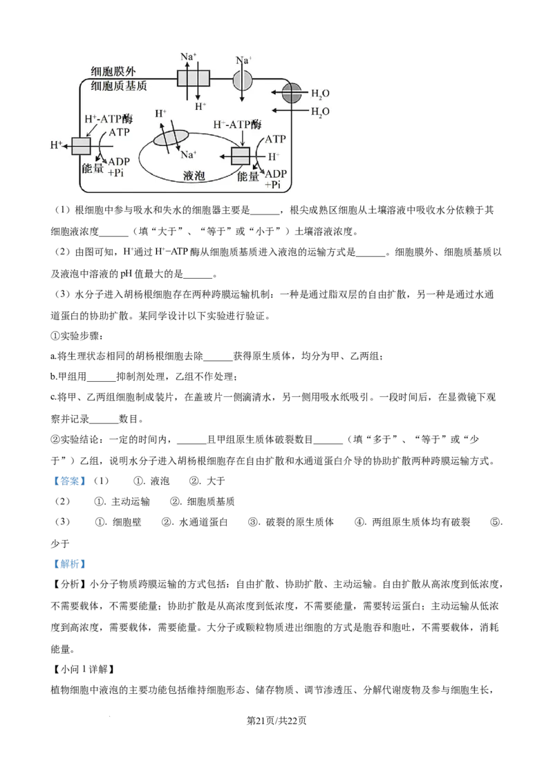 精品解析：山东省聊城市2025-2026学年高一上学期11月期中生物试题（解析版）_2025年12月高一试卷_251211山东省聊城市2025-2026学年高一上学期11月期中（全）