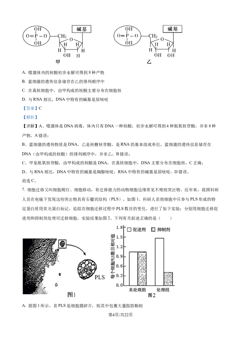 精品解析：山东省聊城市2025-2026学年高一上学期11月期中生物试题（解析版）_2025年12月高一试卷_251211山东省聊城市2025-2026学年高一上学期11月期中（全）
