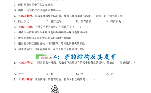 专题03&nbsp;绿色开花植物的一生（原卷版）_6生物中考复习_2024年中考复习资料_专项复习资料_完三年（2021-2023）中考生物真题分项汇编（全国通用）