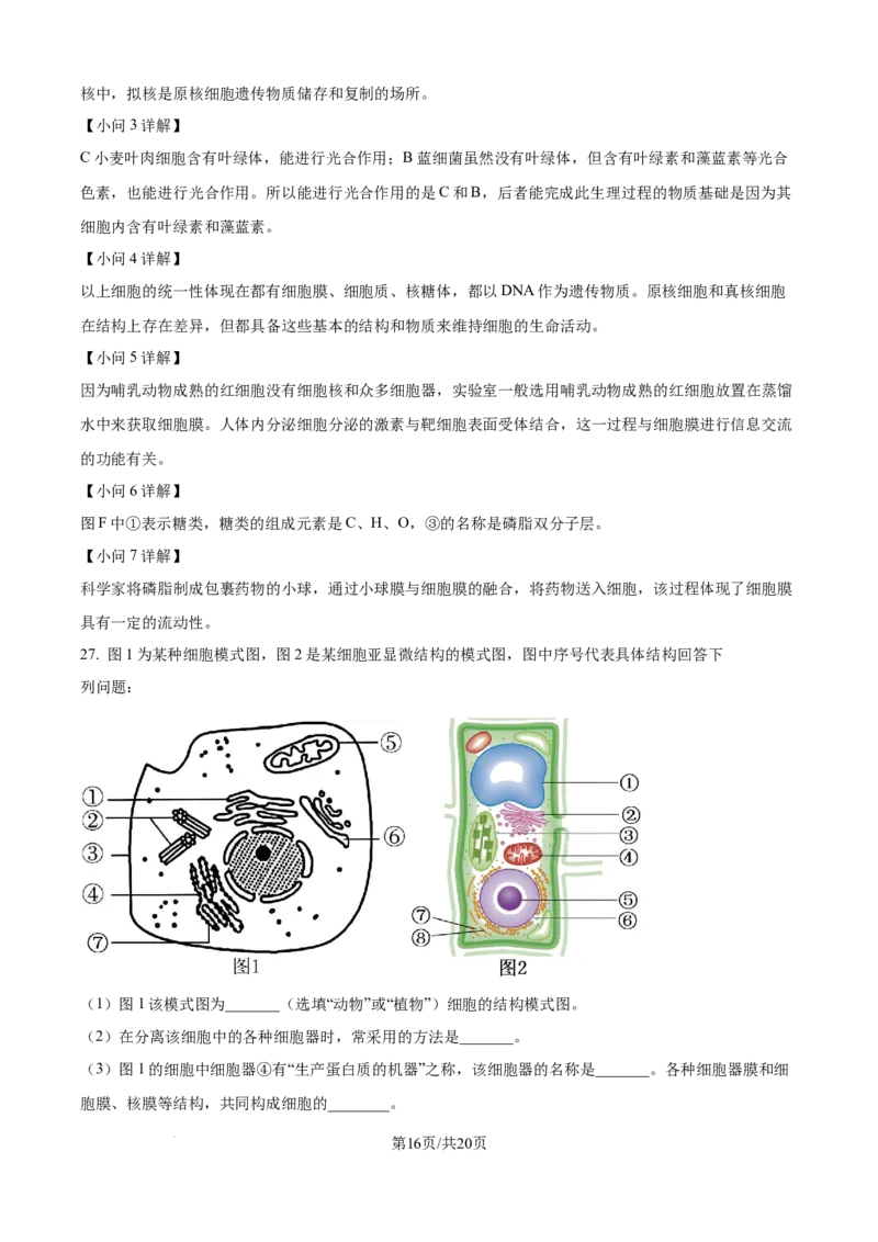 精品解析：四川省内江市第一中学2025-2026学年高一上学期期中考试生物试题（解析版）_2025年12月高一试卷_251203四川省内江市第一中学2025-2026学年高一上学期期中考试