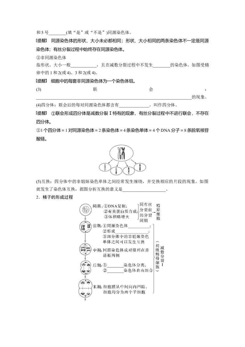 第四单元　第21课时　减数分裂和受精作用_2025年新高考资料_一轮复习_2025大一轮复习讲义+课件（完结）_2025大一轮复习讲义生物学生用书Word版文档整书_2025大一轮复习讲义