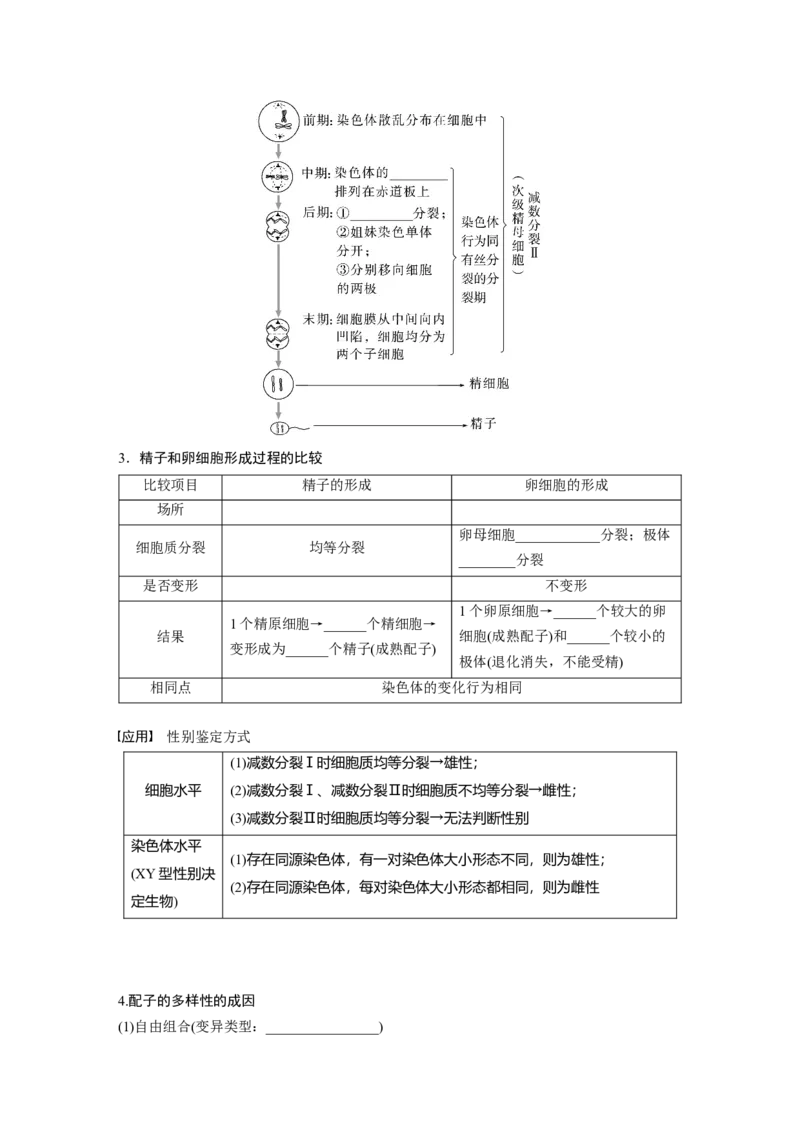 第四单元　第21课时　减数分裂和受精作用_2025年新高考资料_一轮复习_2025大一轮复习讲义+课件（完结）_2025大一轮复习讲义生物学生用书Word版文档整书_2025大一轮复习讲义