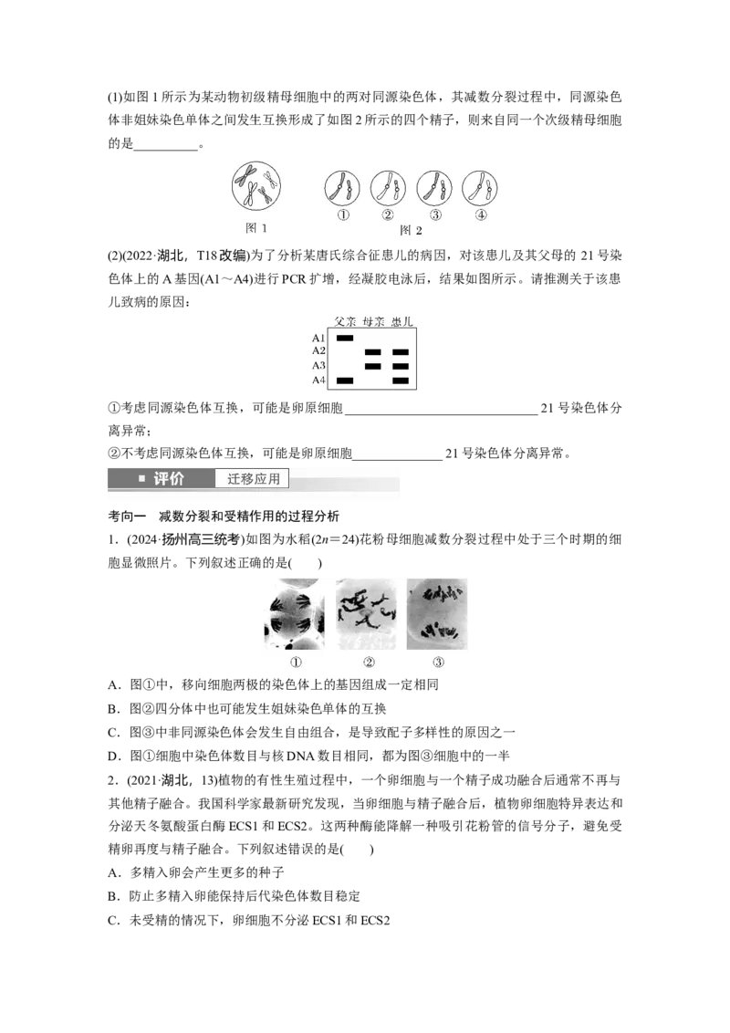 第四单元　第21课时　减数分裂和受精作用_2025年新高考资料_一轮复习_2025大一轮复习讲义+课件（完结）_2025大一轮复习讲义生物学生用书Word版文档整书_2025大一轮复习讲义