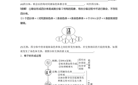 第四单元　第21课时　减数分裂和受精作用_2025年新高考资料_一轮复习_2025大一轮复习讲义+课件（完结）_2025大一轮复习讲义生物学生用书Word版文档整书_2025大一轮复习讲义