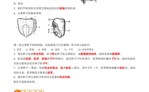 专题05生物圈中有哪些绿色植物-2022年中考生物一轮复习抓重点考典型（人教版）（解析版）_6生物中考复习_2023年中考复习资料_一轮复习_2022年中考生物一轮复习抓重点考典型（人教版）