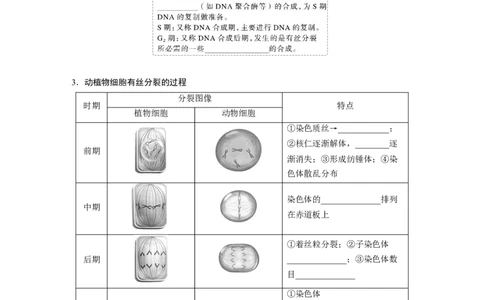 第四单元　第19课时　细胞的增殖_2025年新高考资料_一轮复习_2025大一轮复习讲义+课件（完结）_2025大一轮复习讲义生物学生用书Word版文档整书_2025大一轮复习讲义