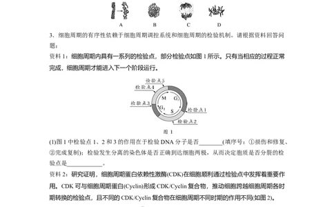 第四单元　第19课时　细胞的增殖_2025年新高考资料_一轮复习_2025大一轮复习讲义+课件（完结）_2025大一轮复习讲义生物学生用书Word版文档整书_2025大一轮复习讲义
