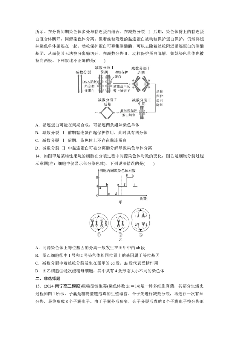 第四单元课时练21减数分裂和受精作用_2025年新高考资料_一轮复习_2025大一轮复习讲义+课件（完结）_2025大一轮复习讲义生物学生用书Word版文档整书_2025一轮复习73练