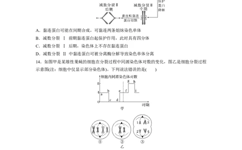 第四单元课时练21减数分裂和受精作用_2025年新高考资料_一轮复习_2025大一轮复习讲义+课件（完结）_2025大一轮复习讲义生物学生用书Word版文档整书_2025一轮复习73练