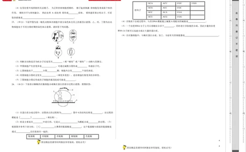 第四单元有丝分裂及减数分裂详解（A卷新题基础练）-2022年高考生物一轮复习单元滚动双测卷（考试版）_新高考复习资料_2023年新高考复习资料_一轮复习