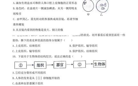 专题05生物体的结构层次（原卷版）_6生物中考复习_2024年中考复习资料_一轮复习资料_完精准复习课件精讲ppt+习题精练备战2024年中考生物一轮复习全考点通关_配套练习
