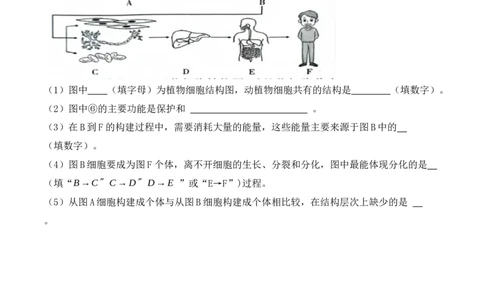 专题05生物体的结构层次（原卷版）_6生物中考复习_2024年中考复习资料_一轮复习资料_完精准复习课件精讲ppt+习题精练备战2024年中考生物一轮复习全考点通关_配套练习