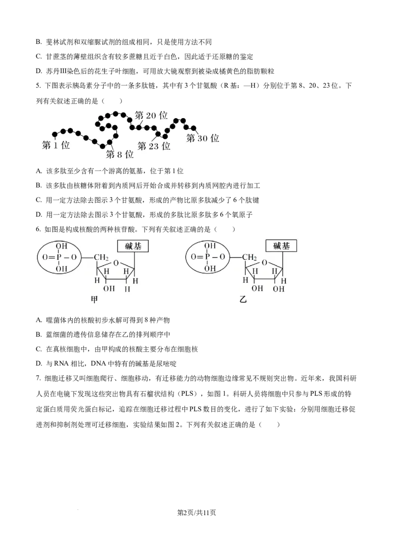 精品解析：山东省聊城市2025-2026学年高一上学期11月期中生物试题（原卷版）_2025年12月高一试卷_251211山东省聊城市2025-2026学年高一上学期11月期中（全）