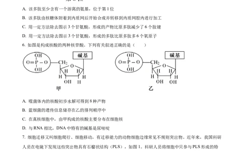 精品解析：山东省聊城市2025-2026学年高一上学期11月期中生物试题（原卷版）_2025年12月高一试卷_251211山东省聊城市2025-2026学年高一上学期11月期中（全）