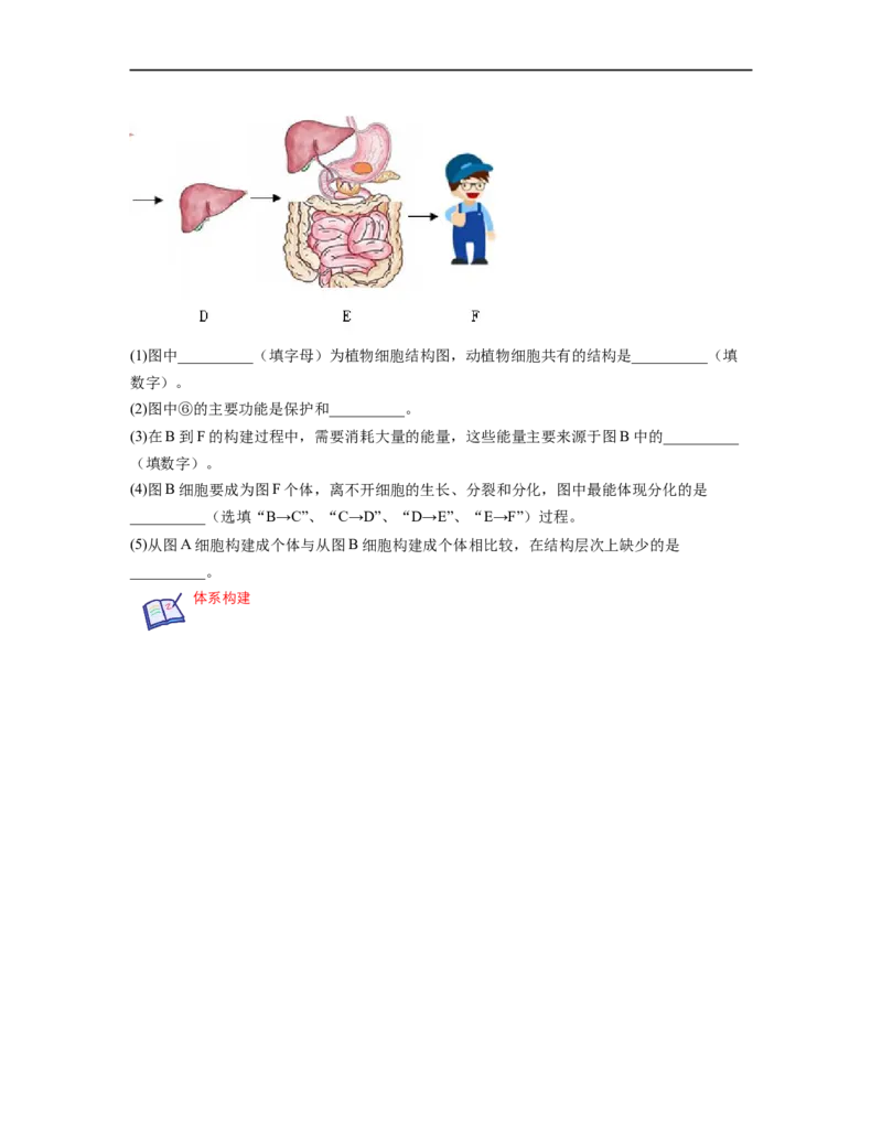 专题02生物体的结构层次背诵清单+跟踪训练（学生版）_6生物中考复习_2023年中考复习资料_一轮复习_2023年中考生物一轮大单元复习过过过（全国通用）