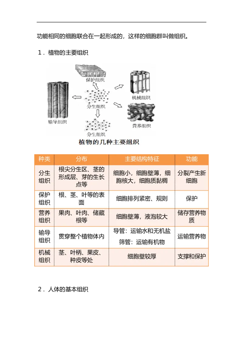 专题02生物体的结构层次-备战2023年中考生物核心考点梳理与必背_6生物中考复习_2023年中考复习资料_专项复习_备战2023年中考生物核心考点梳理与必背
