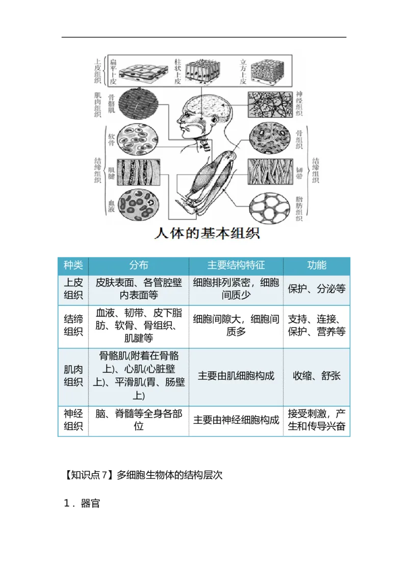 专题02生物体的结构层次-备战2023年中考生物核心考点梳理与必背_6生物中考复习_2023年中考复习资料_专项复习_备战2023年中考生物核心考点梳理与必背