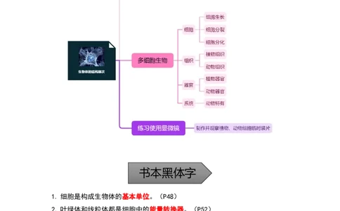 专题02生物体的结构层次-备战2023年中考生物核心考点梳理与必背_6生物中考复习_2023年中考复习资料_专项复习_备战2023年中考生物核心考点梳理与必背