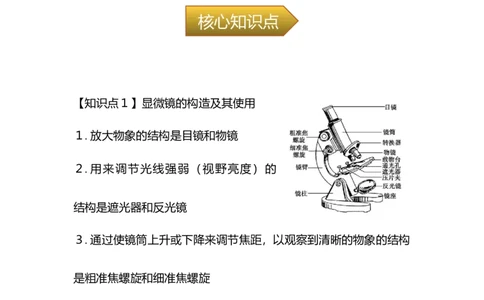 专题02生物体的结构层次-备战2023年中考生物核心考点梳理与必背_6生物中考复习_2023年中考复习资料_专项复习_备战2023年中考生物核心考点梳理与必背